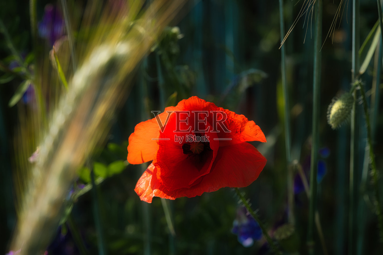 夏天草地上的罂粟花开着红色的花瓣。来自大自然的野花。红色溅照片摄影图片