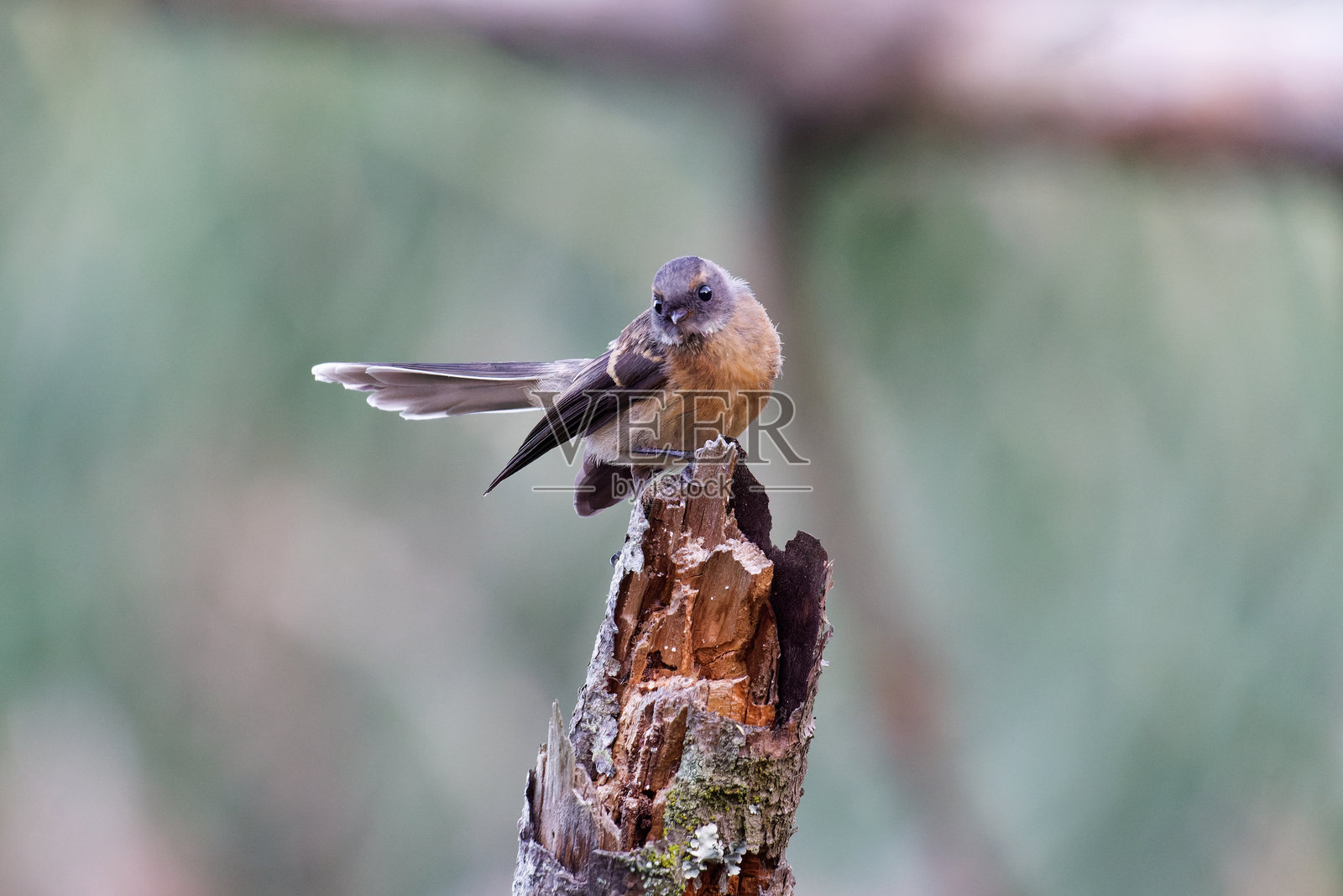 埋伏在照片摄影图片