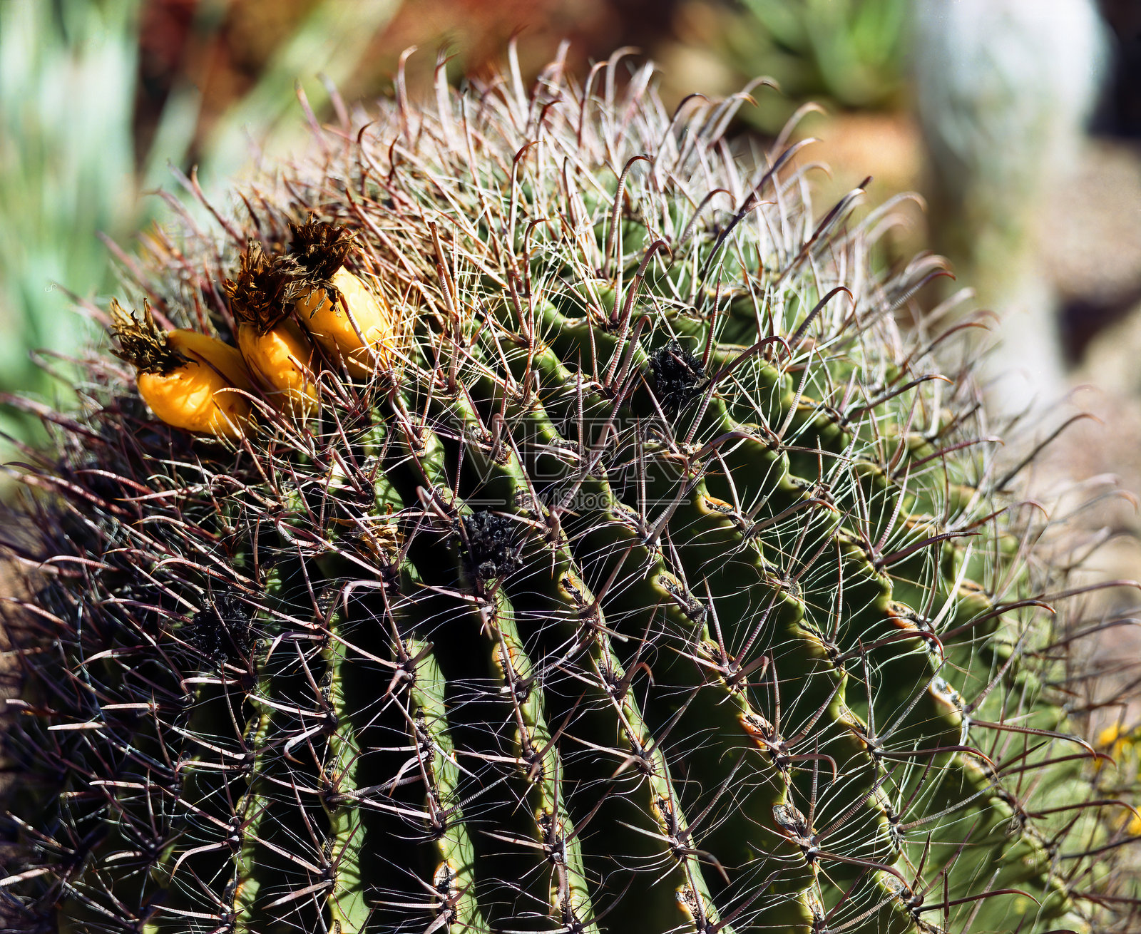 亚利桑那州桶形仙人掌索诺拉沙漠亚利桑那州照片摄影图片