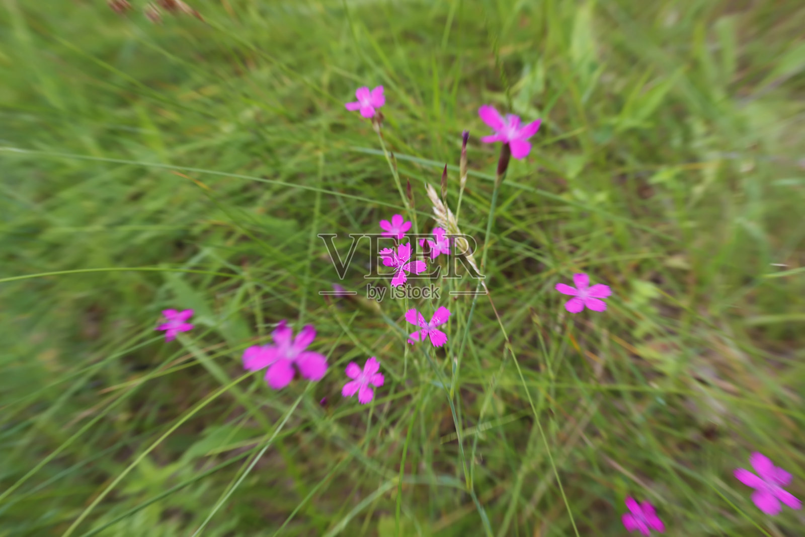 自然背景。用变焦效果拍摄的小草坪康乃馨。照片摄影图片