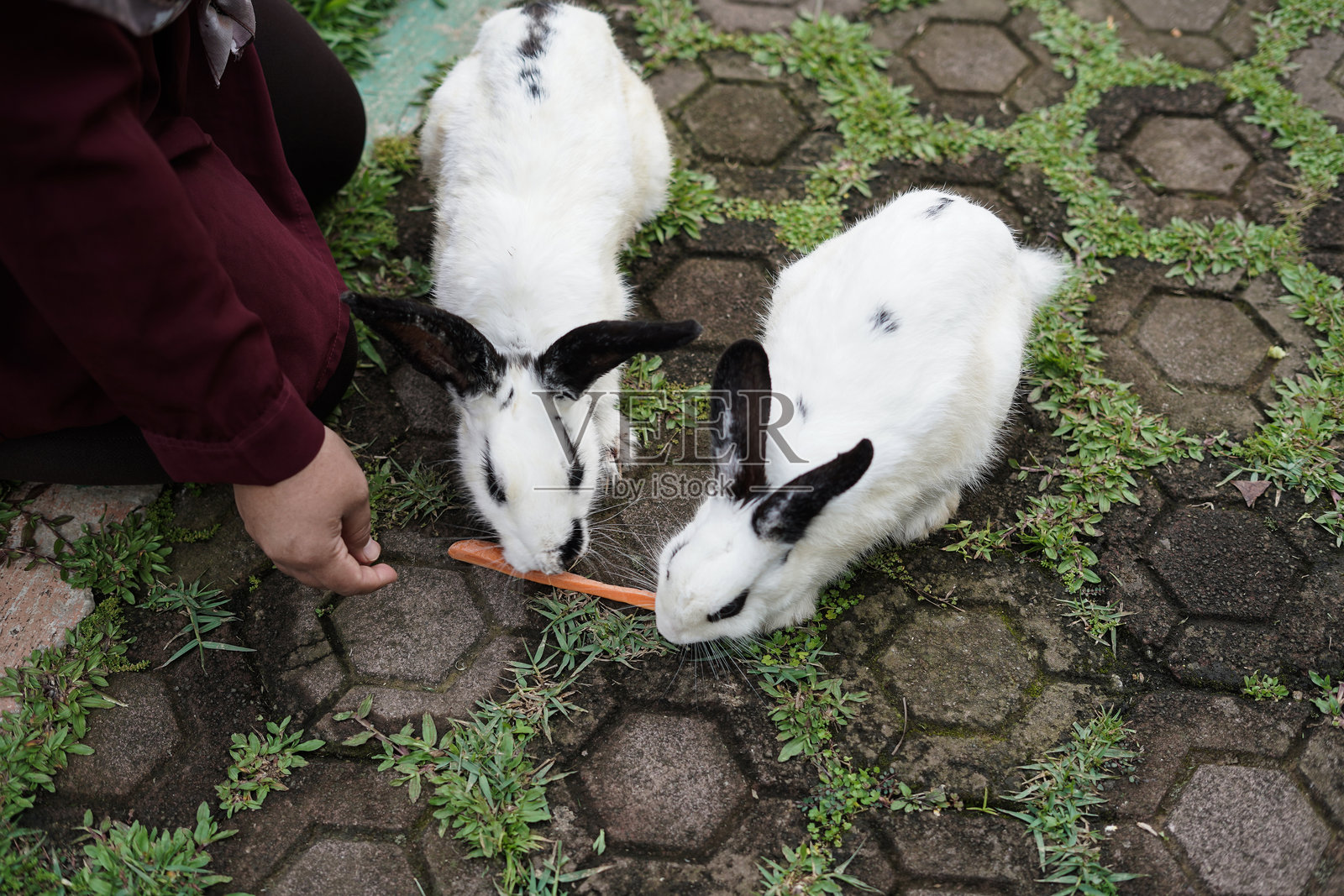 两只小白兔在吃胡萝卜照片摄影图片