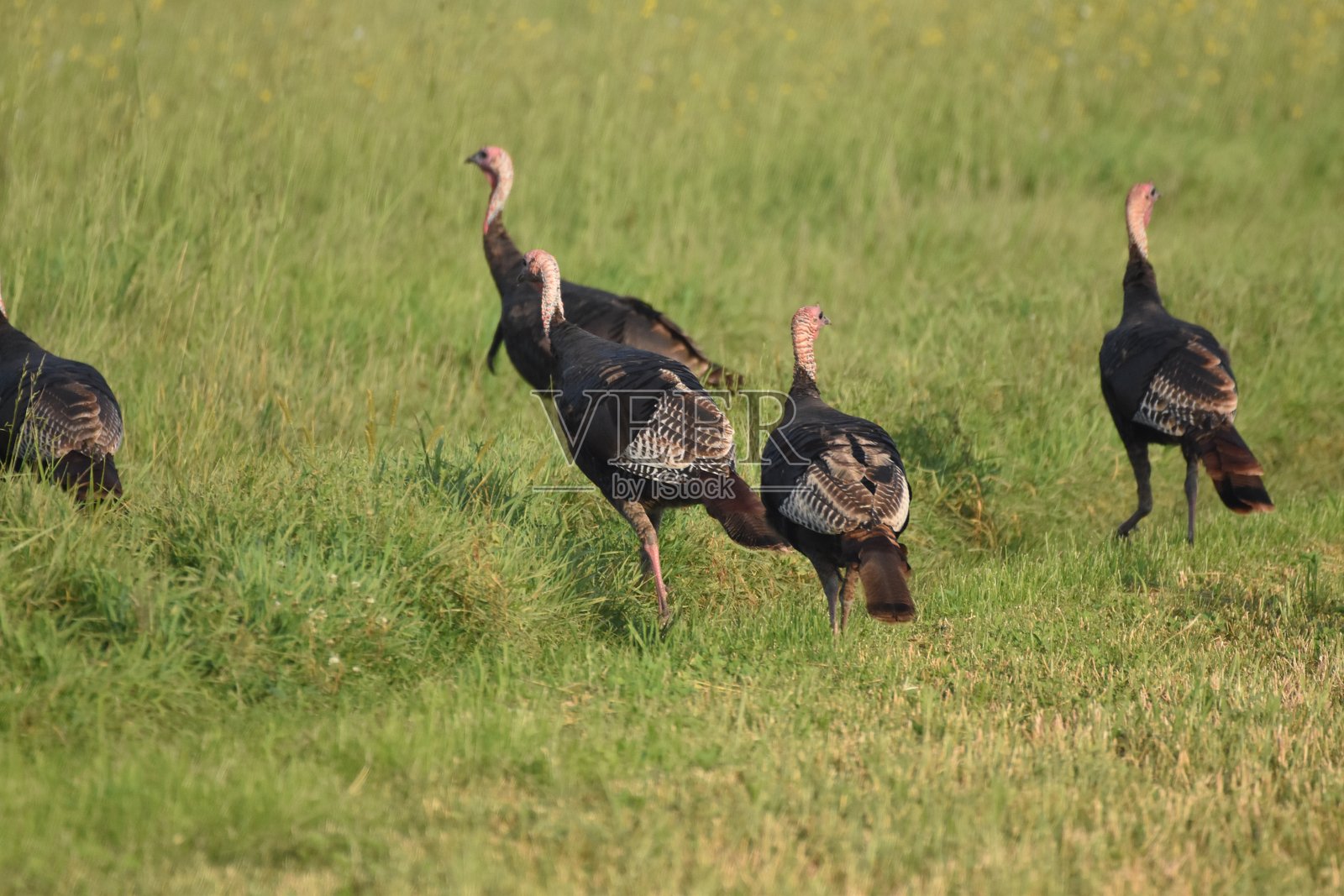 火鸡8/19/2024照片摄影图片
