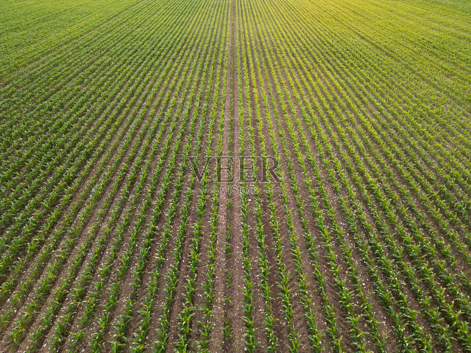 乡村景观，午后阳光下的玉米地，航拍照片摄影图片
