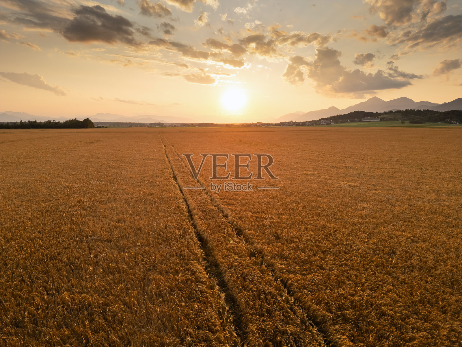 夕阳下金色的麦田照片摄影图片