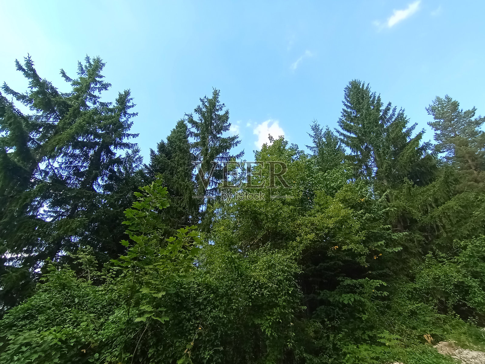 特雷别维奇山上美丽的森林照片摄影图片