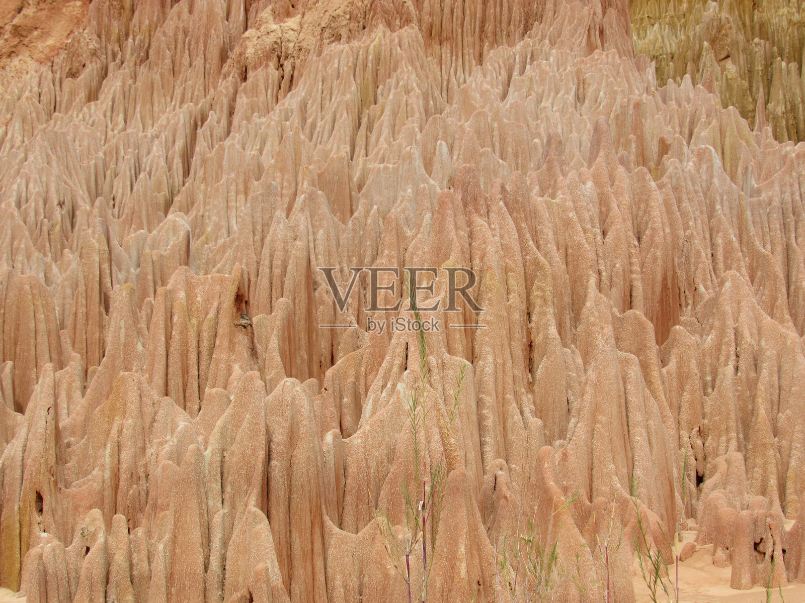 马达加斯加的红青岛啤酒照片摄影图片