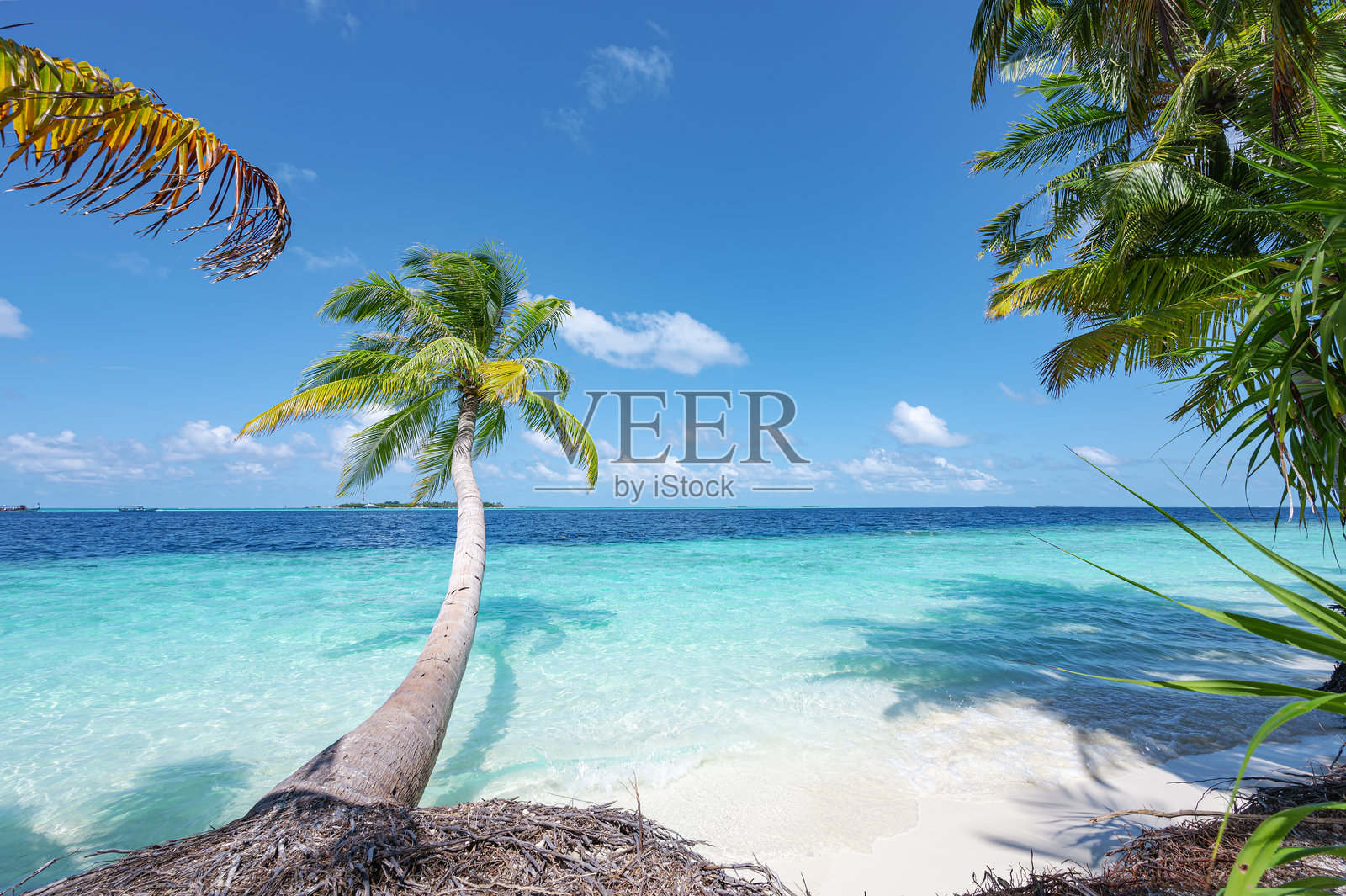 热带天堂海滩上的椰子树和美丽的大海照片摄影图片