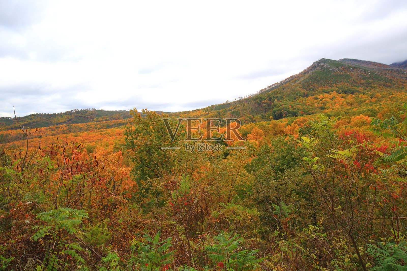 大雾山国家公园的秋景照片摄影图片