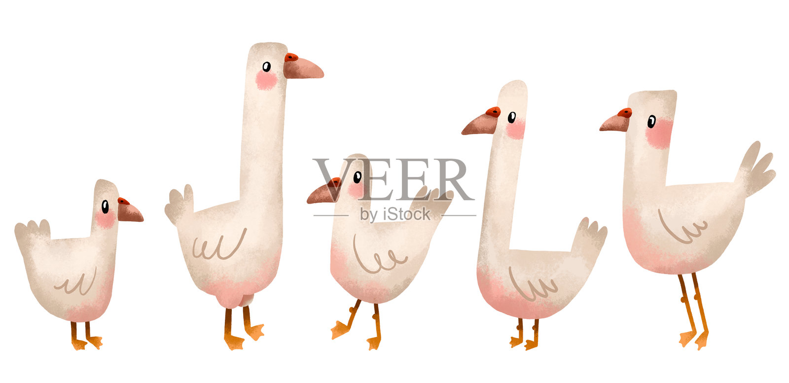 一群鹅。农场和动物。手绘插图在孤立的背景插画图片素材