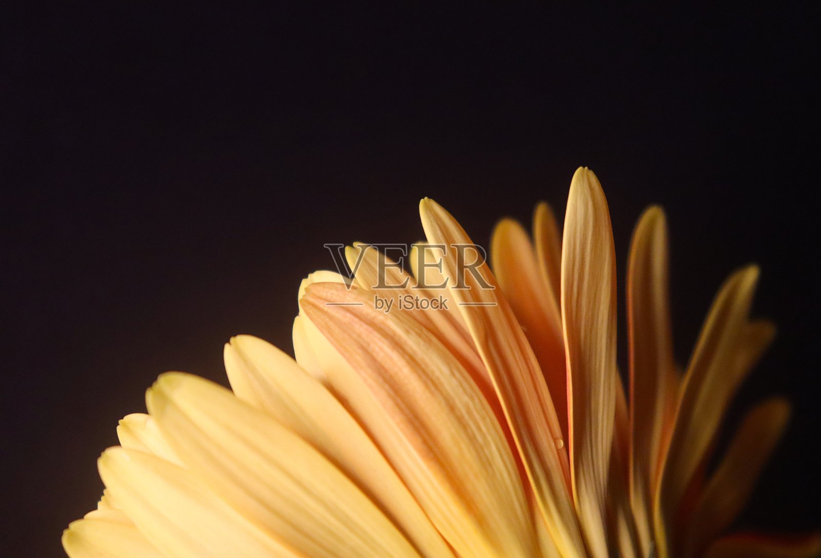 雏菊黑色背景花特写照片摄影图片