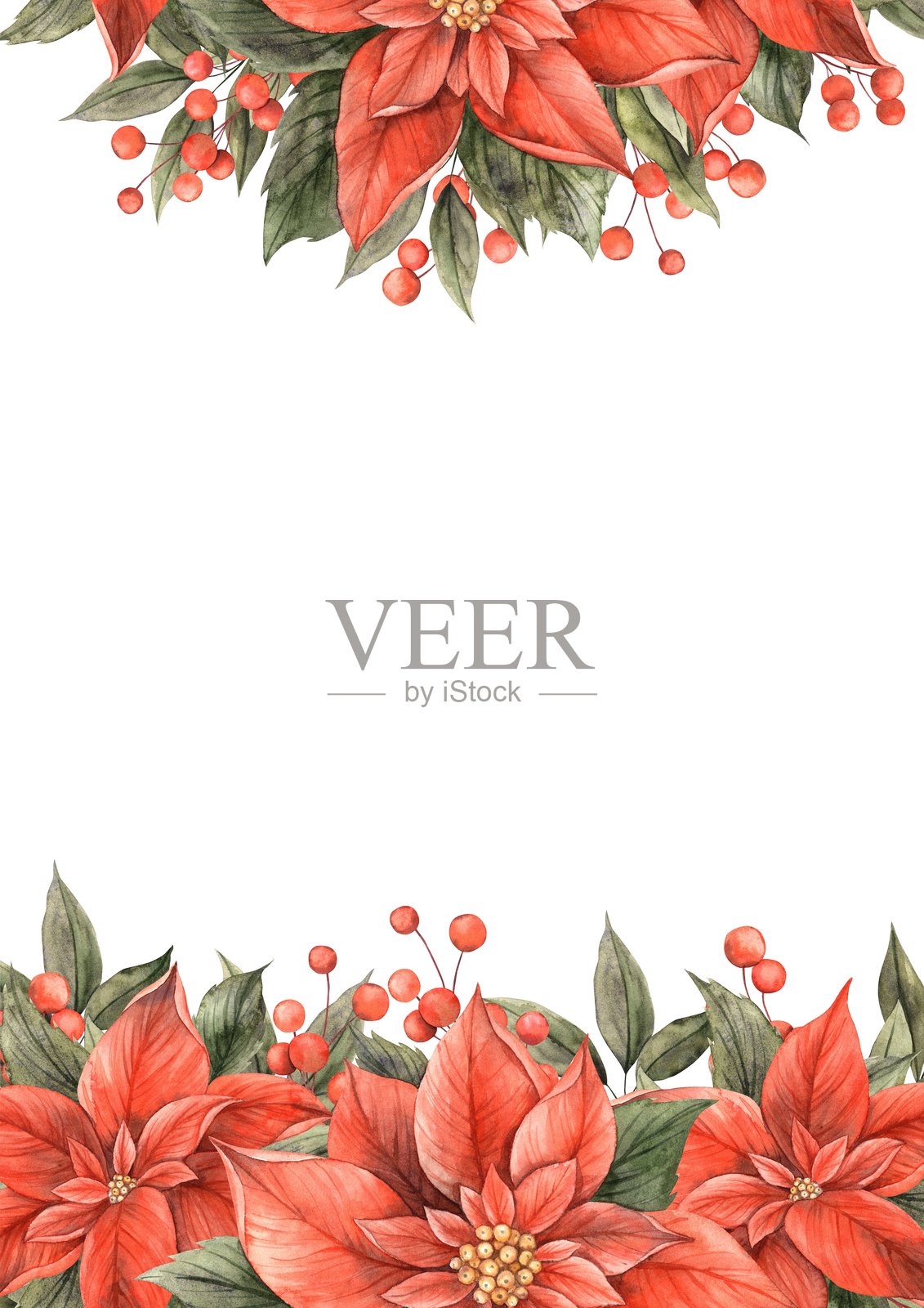 圣诞节一品红花，绿叶和红浆果。水彩植物框架手绘在圣诞节的风格。绘制圣诞节和新年假期，邀请，卡片，横幅。插画图片素材