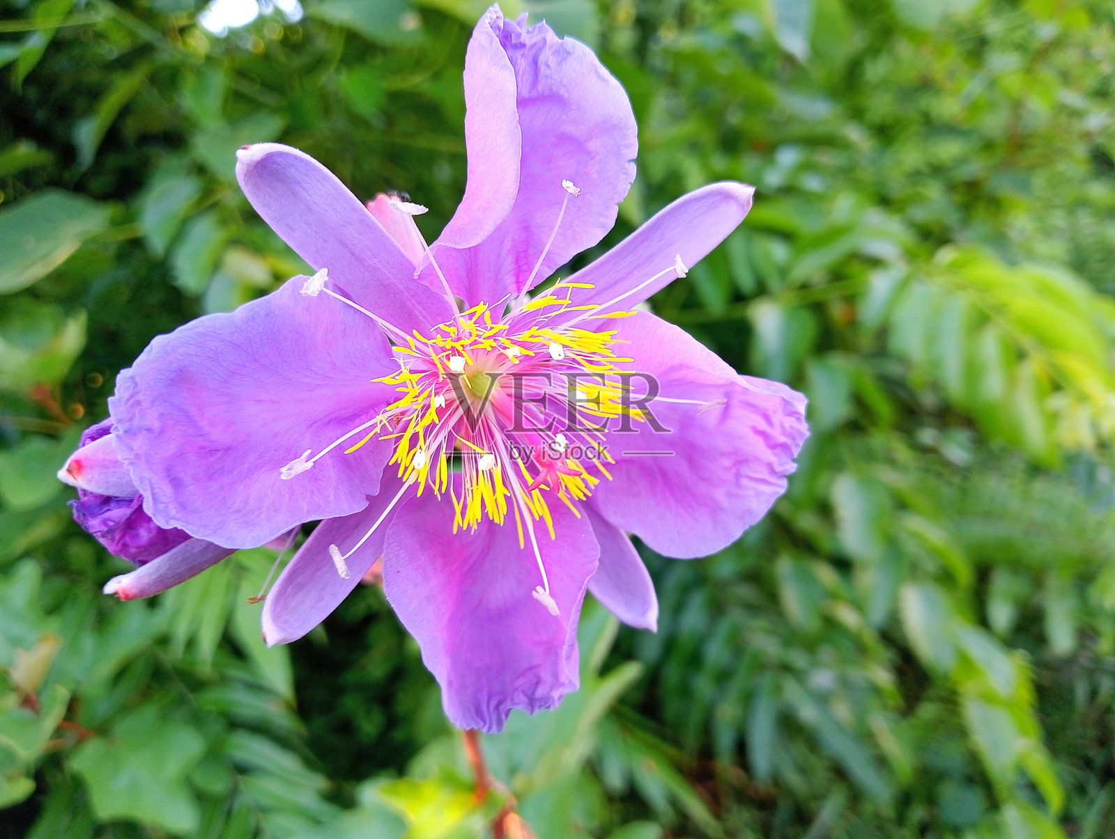 以绿叶为背景的金合欢花朵特写照片摄影图片