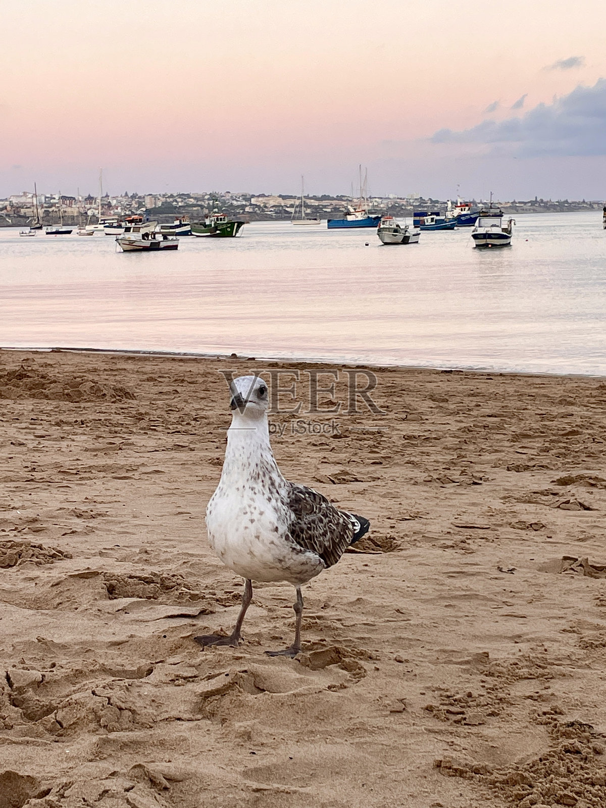 日落时海滩上的海鸥。照片摄影图片