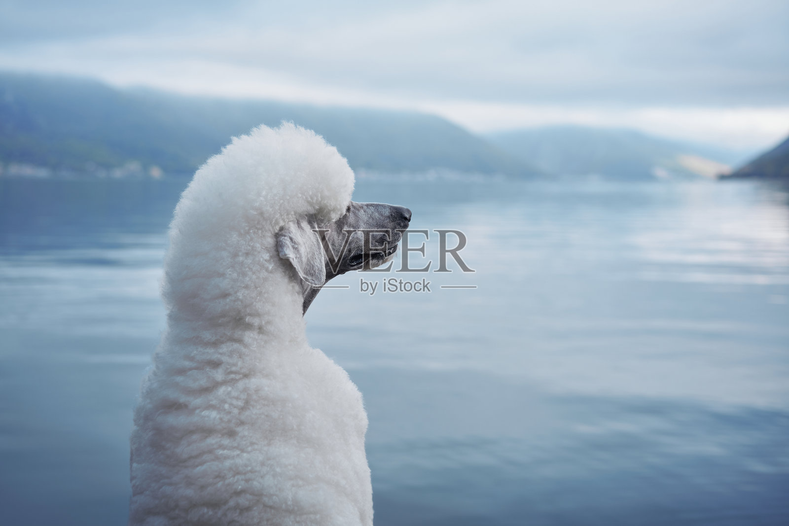 白色贵宾犬坐在湖边照片摄影图片