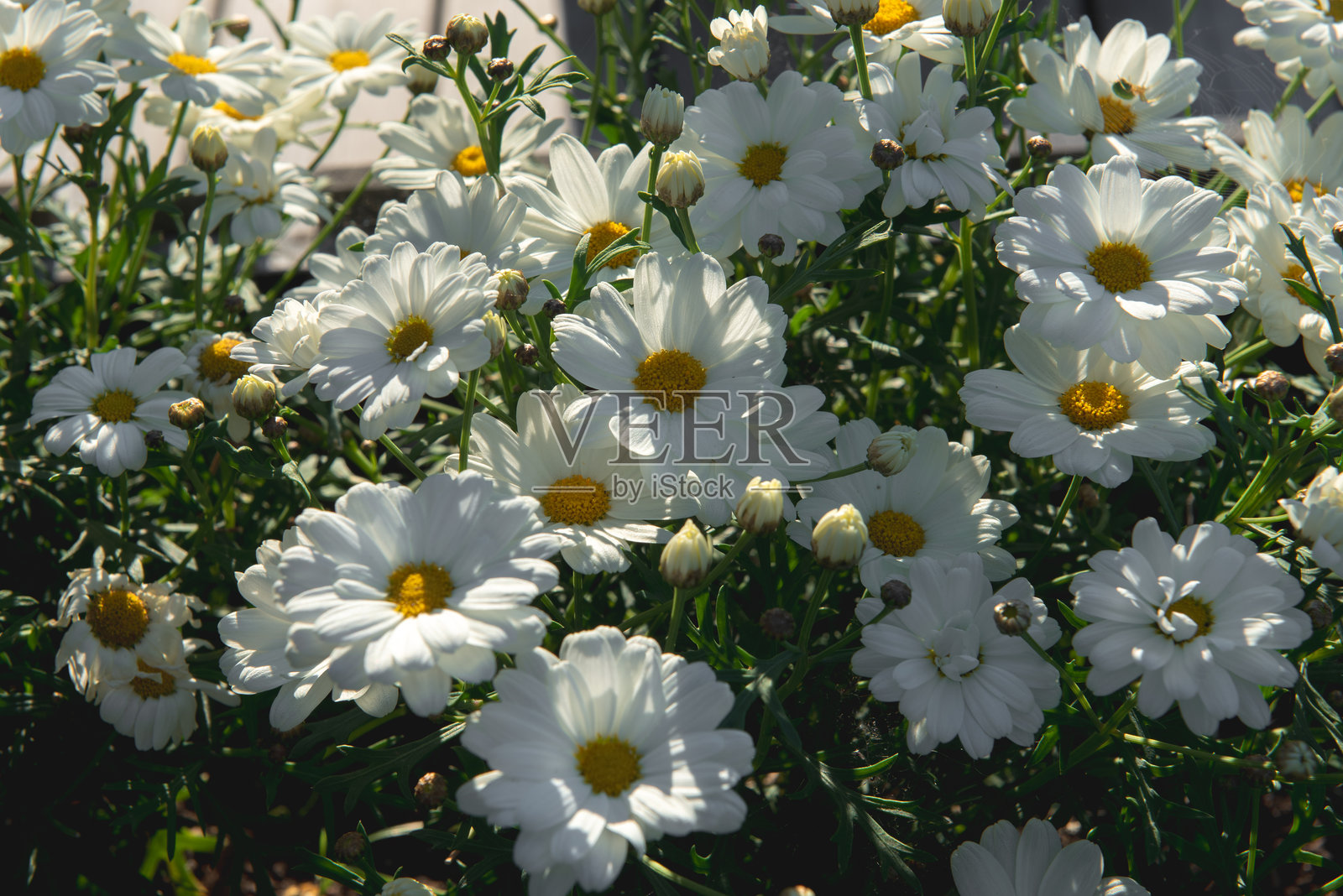 美丽的白色卡米尔花在绿色的草地背景在一个阳光明媚的日子，北极洋甘菊宏观，夏天的背景照片摄影图片