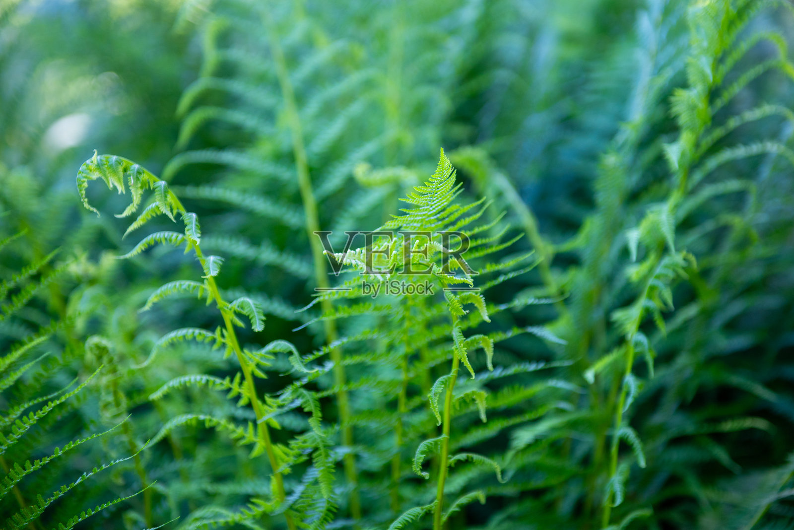 蕨类植物，学名:Nephrolepis cordifolia。仲夏节背景。照片摄影图片