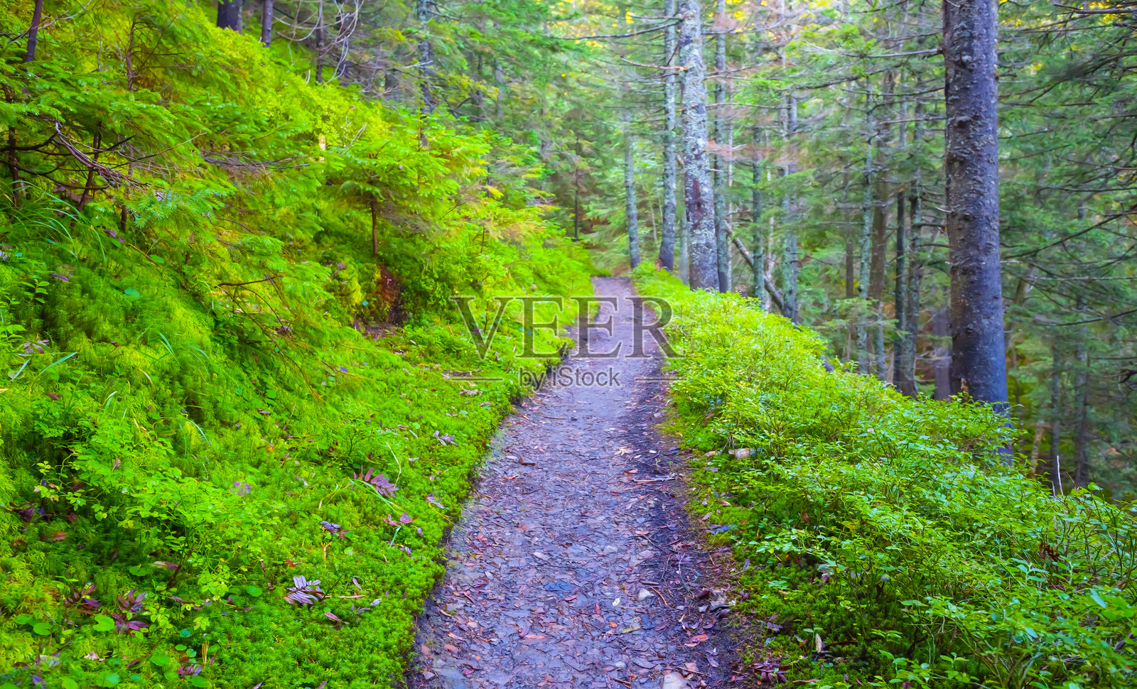 有森林的山坡上的小路照片摄影图片