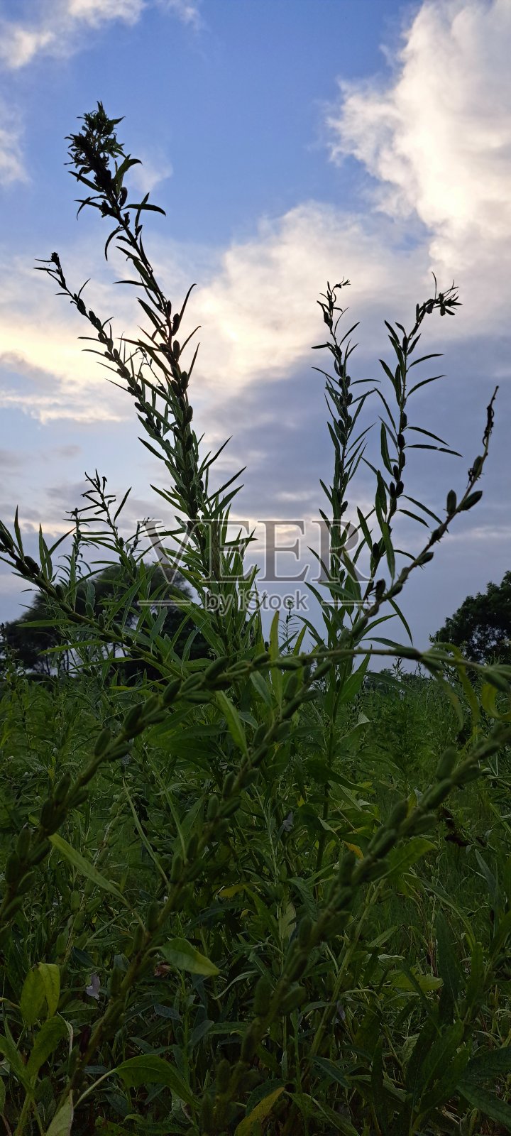芝麻花照片摄影图片