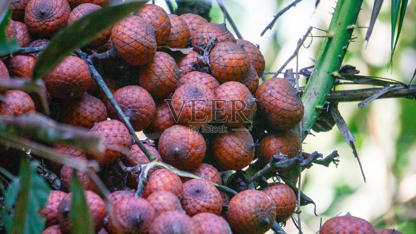 树上成熟的藤果。藤果可食用，质地像荔枝果实照片摄影图片