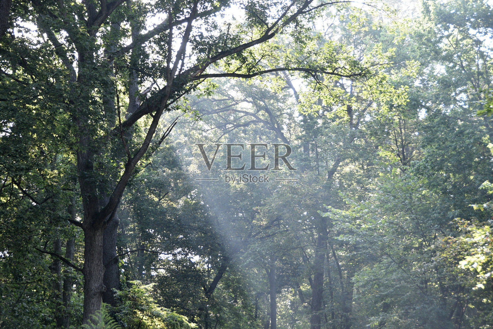 上帝的光芒穿过树林照片摄影图片