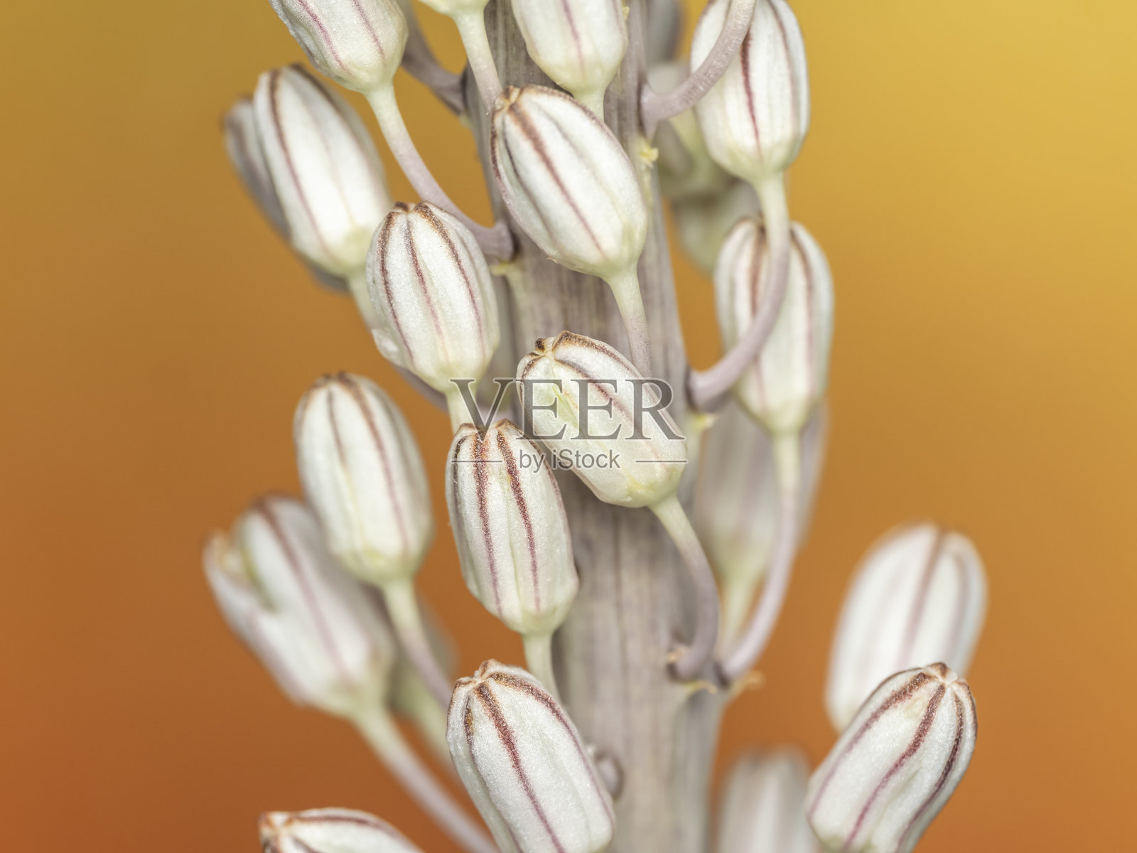 微距摄影，一只小野花的特写照片摄影图片