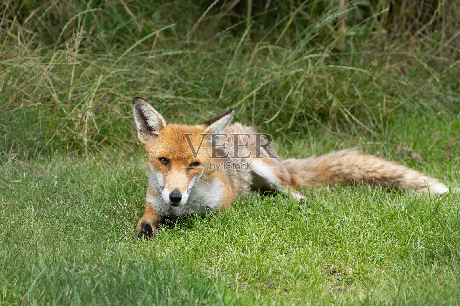 一只红狐在林地草地上的低角度照片照片摄影图片