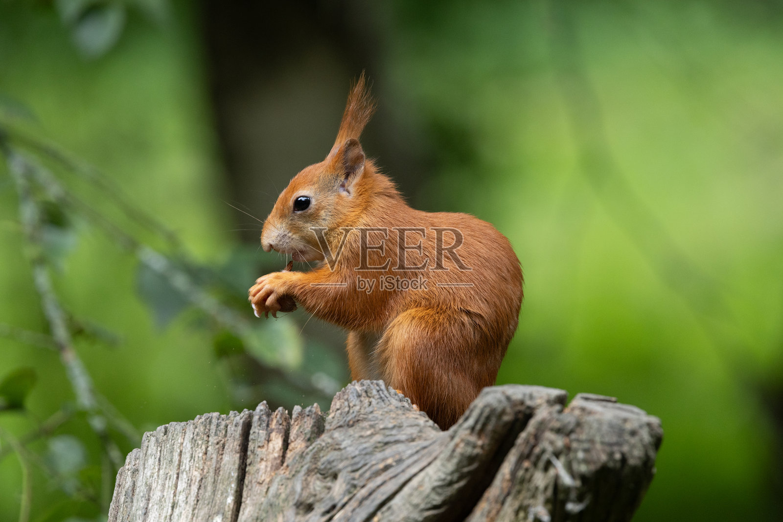 一只红松鼠坐在树林里的树桩上照片摄影图片