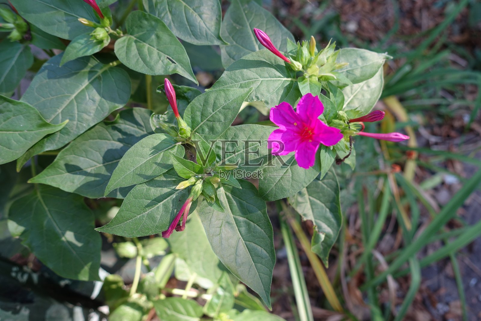 九月中旬，茉莉闭合的花蕾和一朵紫红色的花照片摄影图片