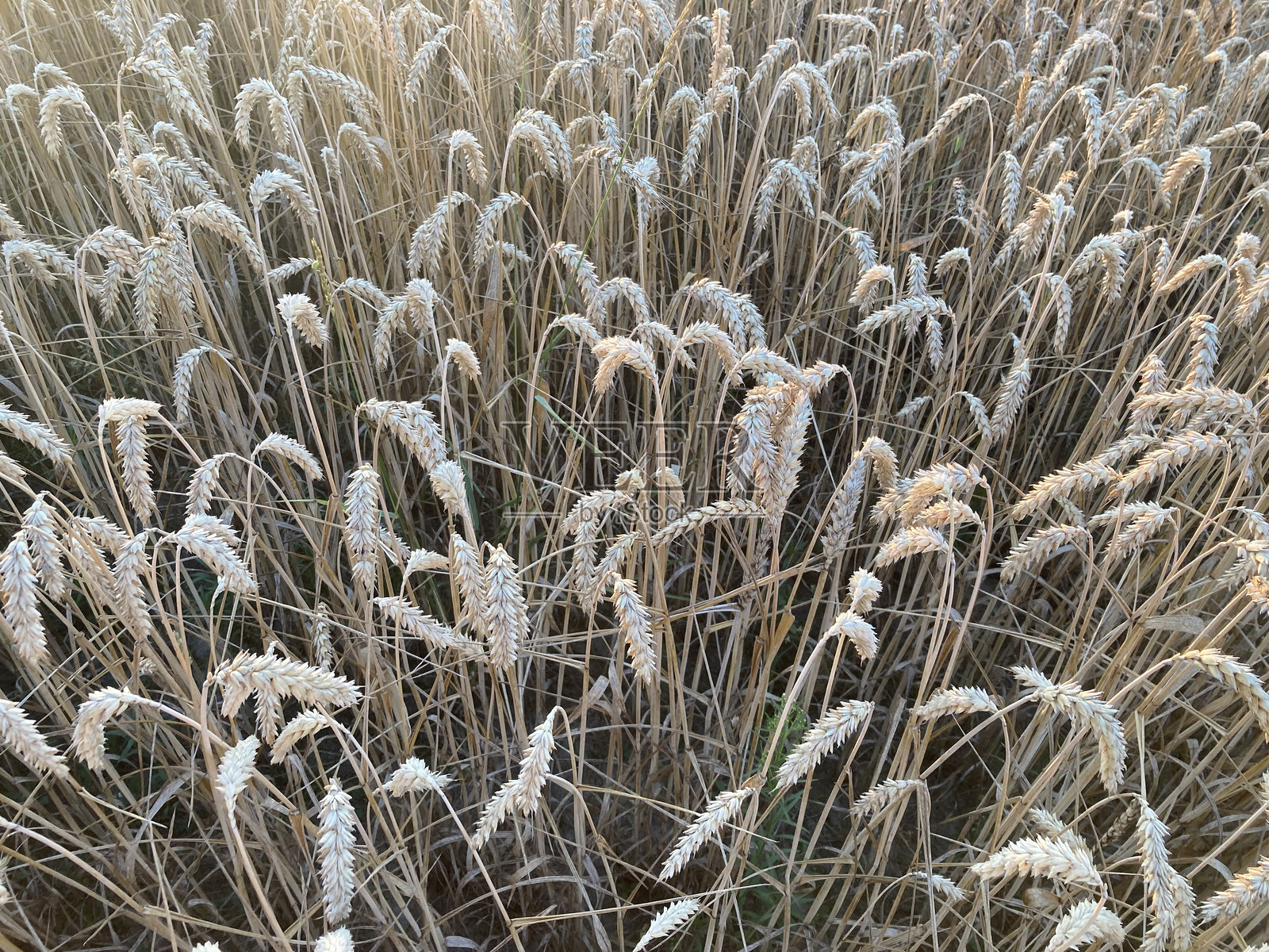 田里种着大麦，准备收割了照片摄影图片