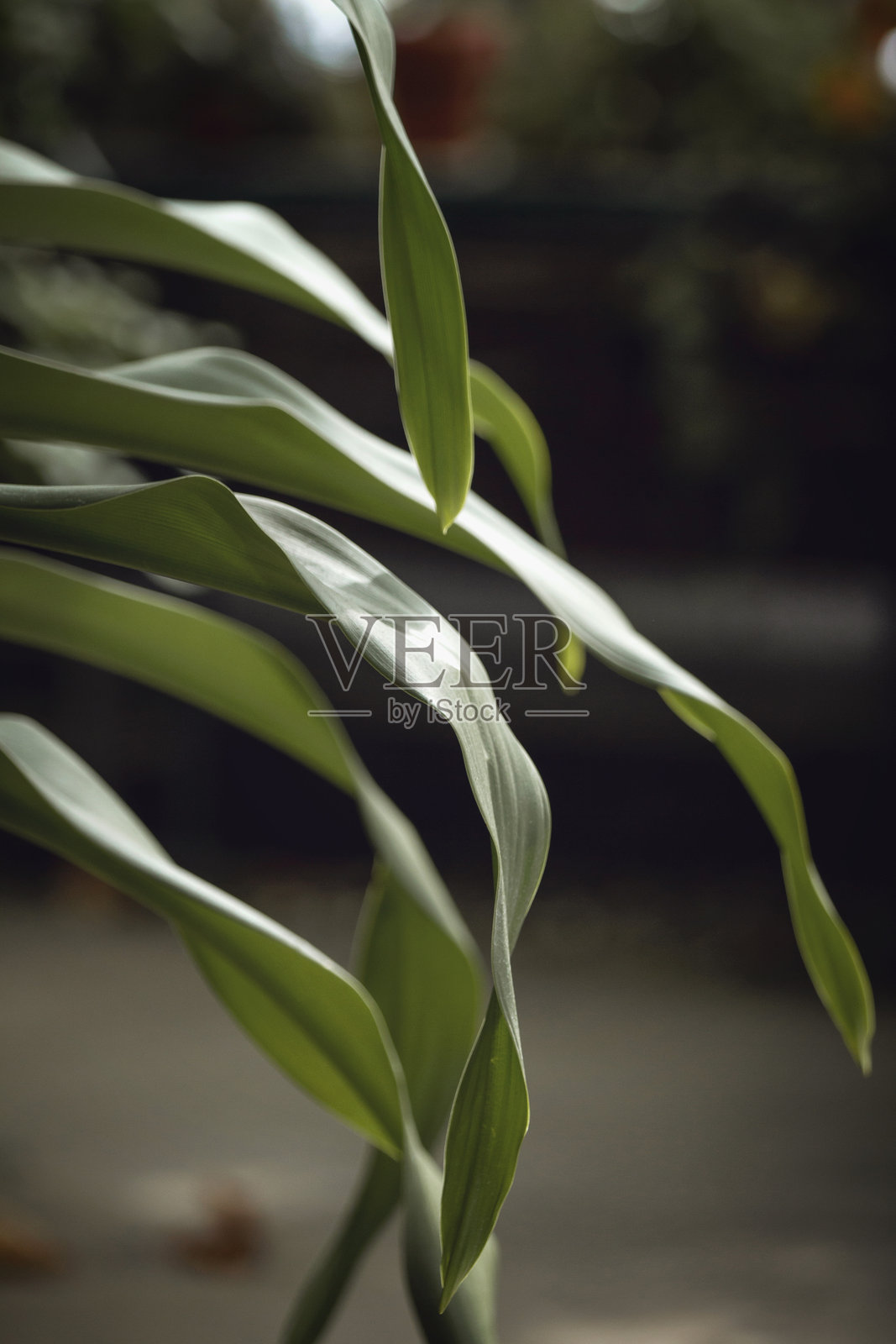 室内植物照片摄影图片