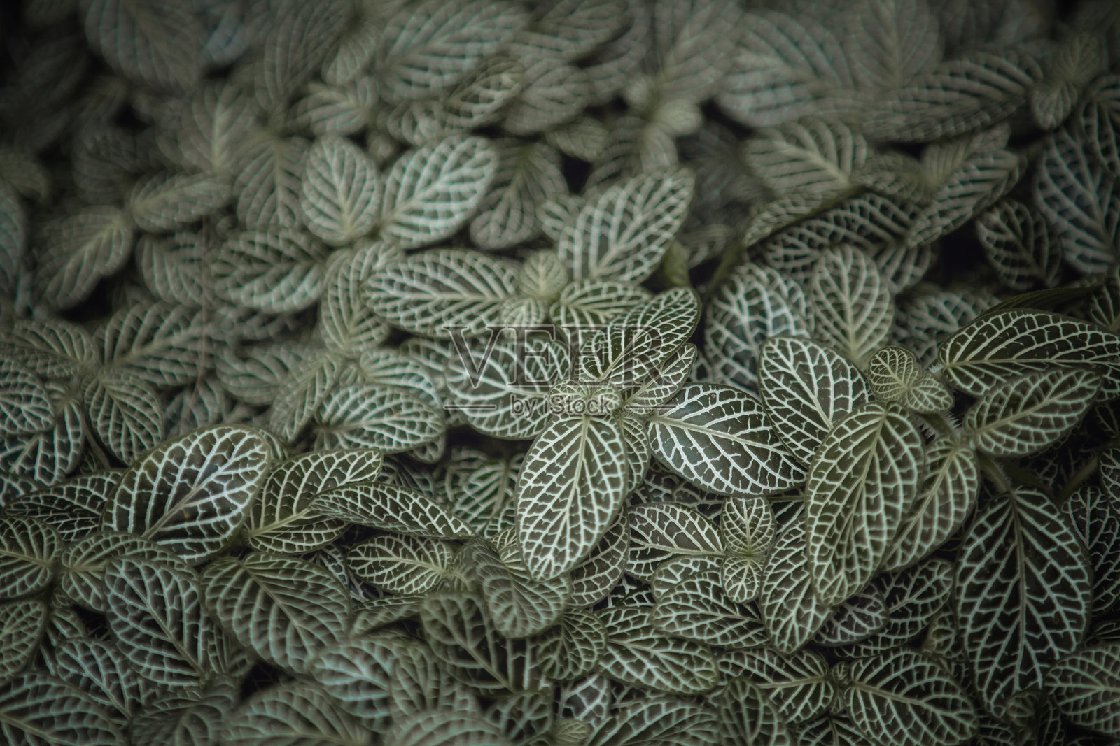 植物特写。照片摄影图片