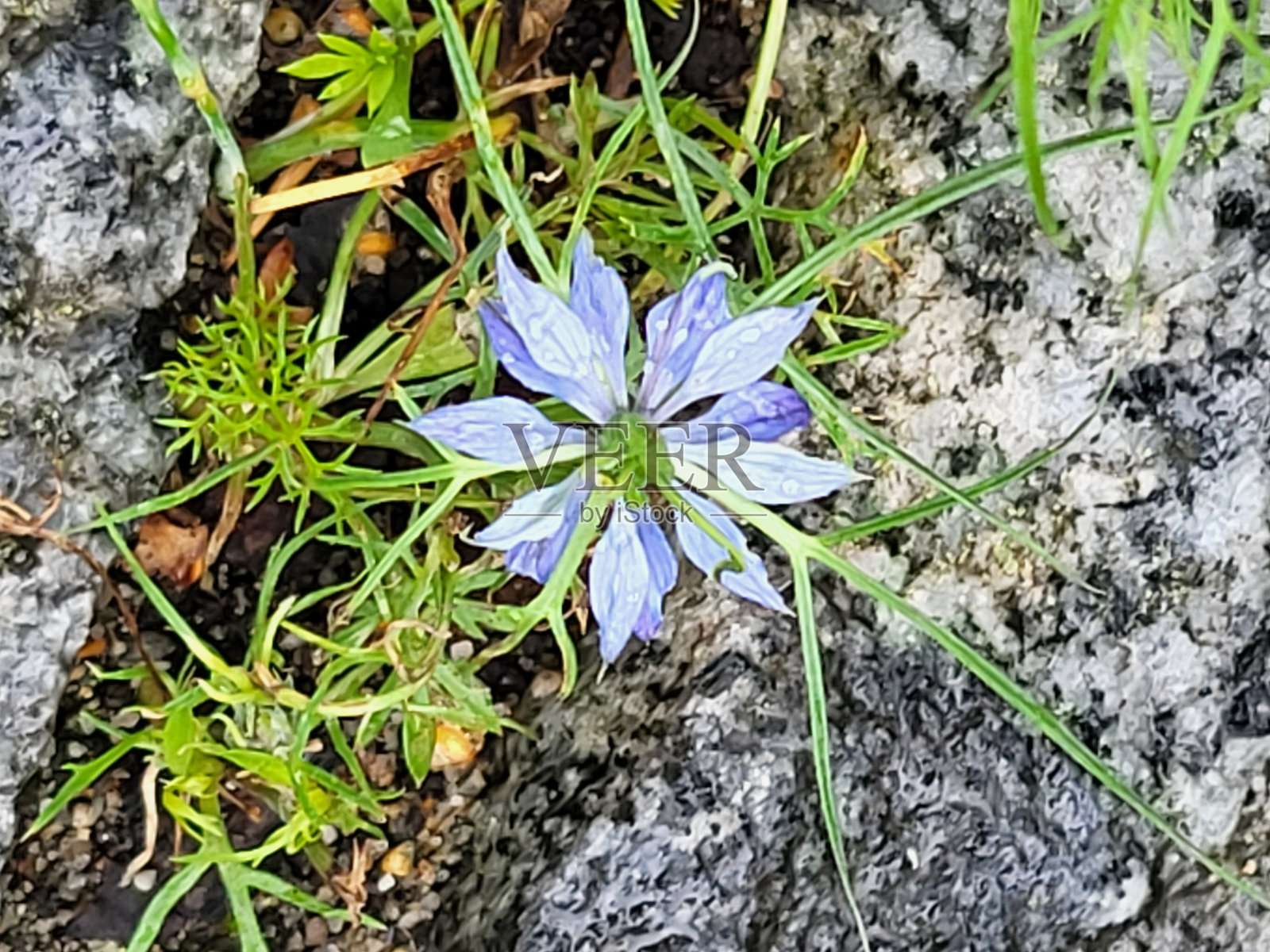 8月的温哥华斯坦利公园海堤和西区花卉节照片摄影图片