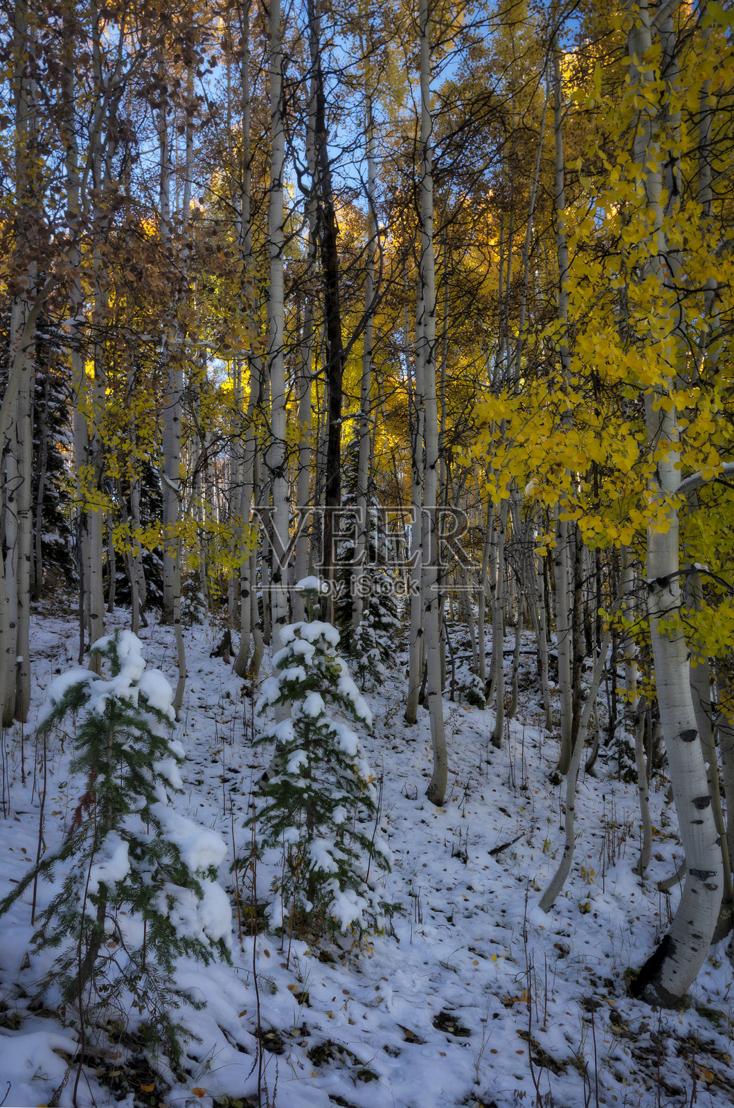 科罗拉多州的秋天照片摄影图片