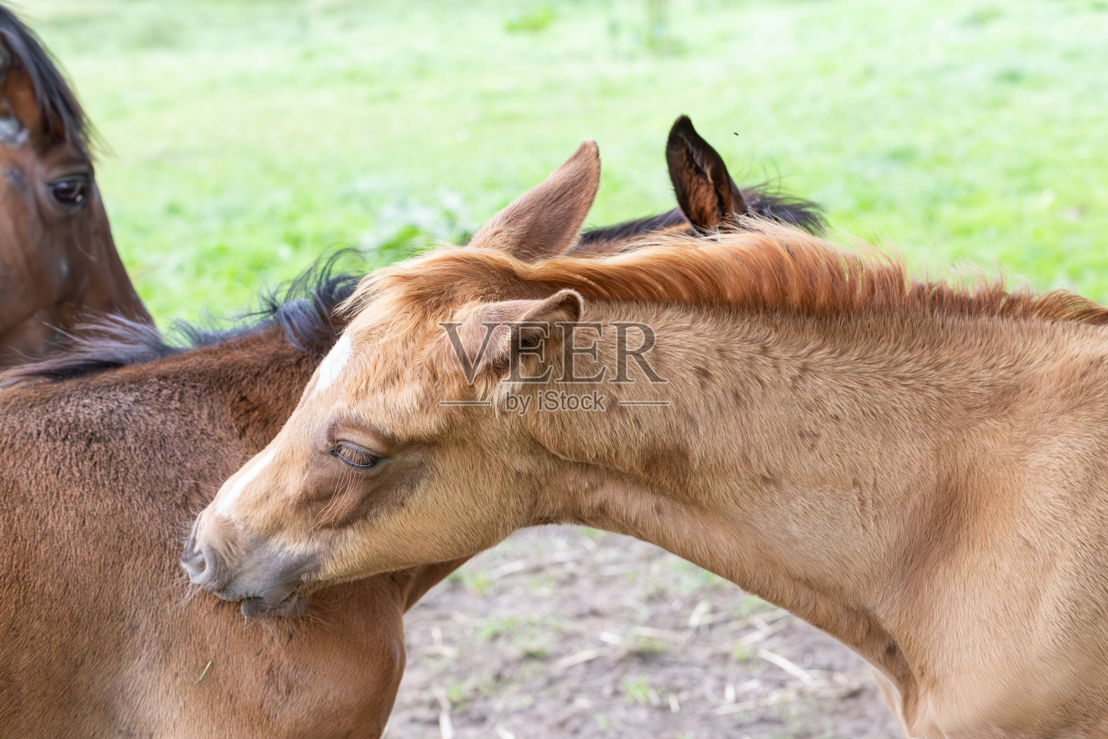 韦德，斯图特和弗伦照片摄影图片