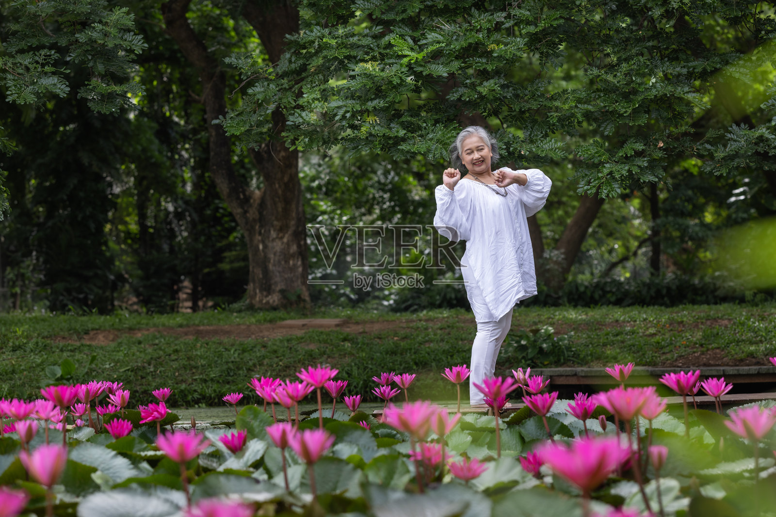 在粉红色莲花环绕的公园里练习瑜伽的老妇人，拥抱宁静照片摄影图片