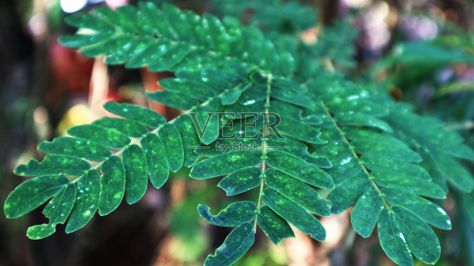 背景模糊的森林植物照片摄影图片