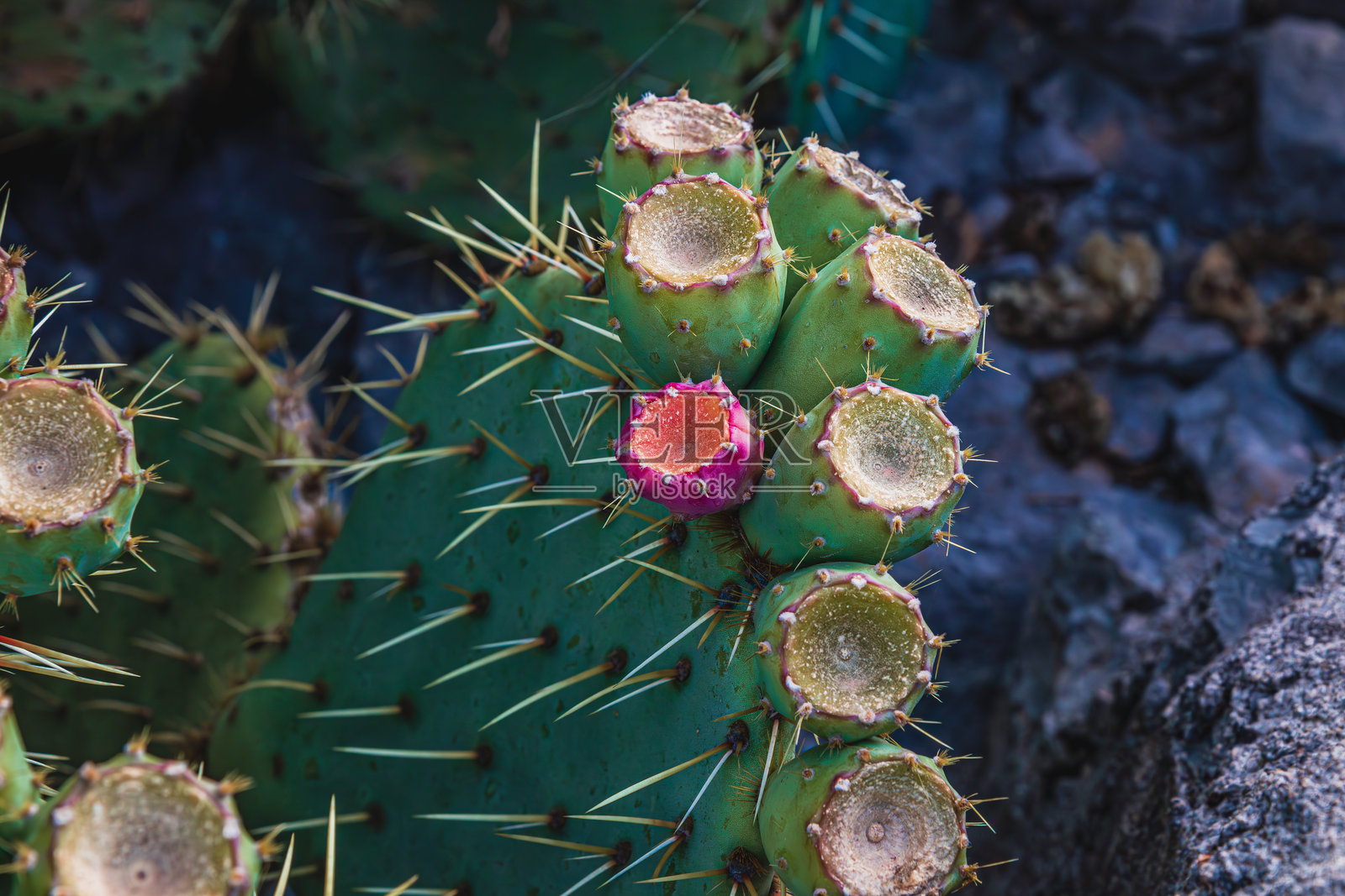 克罗地亚近距离海狸尾仙人掌开花照片摄影图片