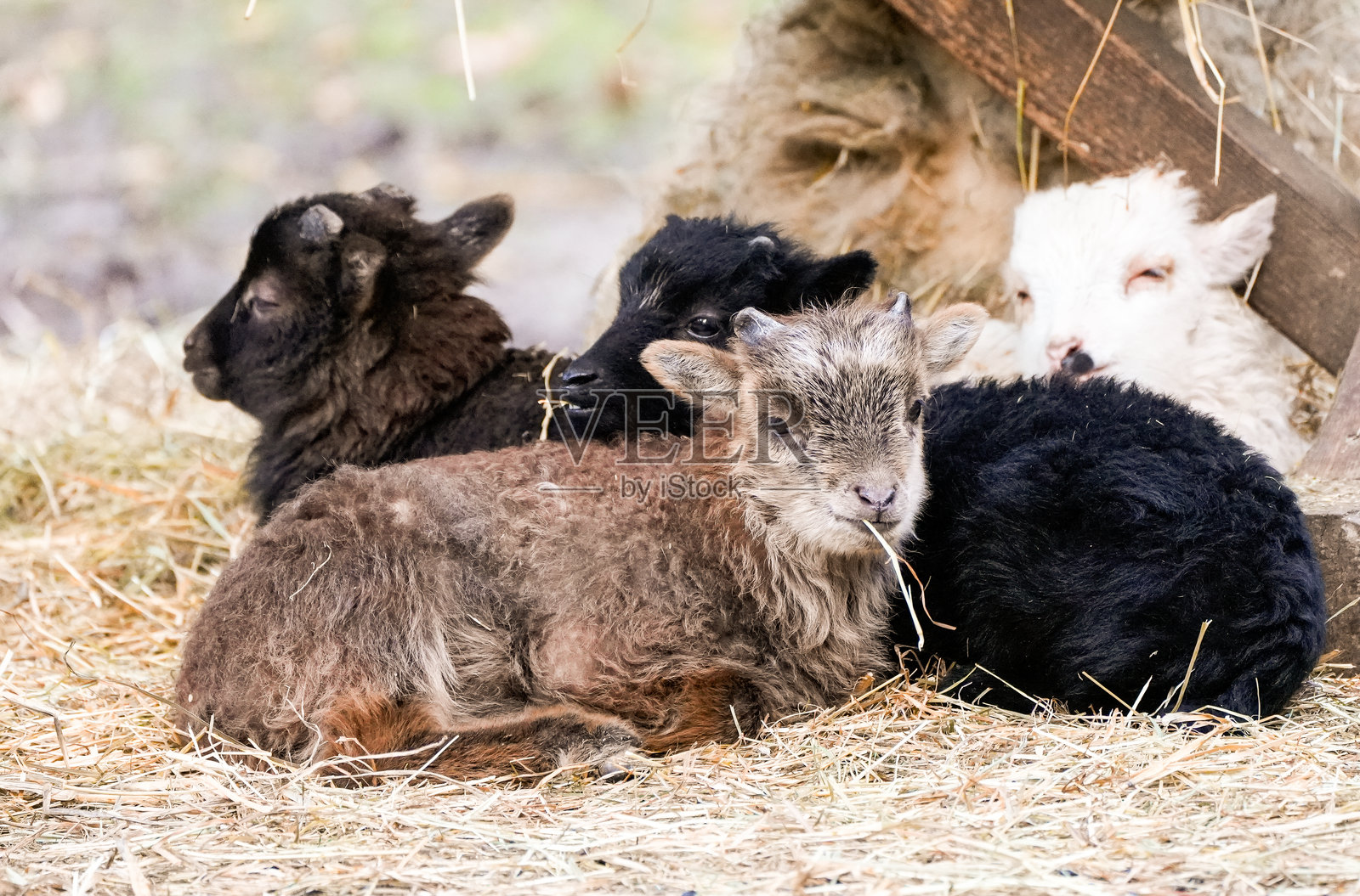 一只斯库德羊的肖像。小羔羊。北欧石南羊。照片摄影图片