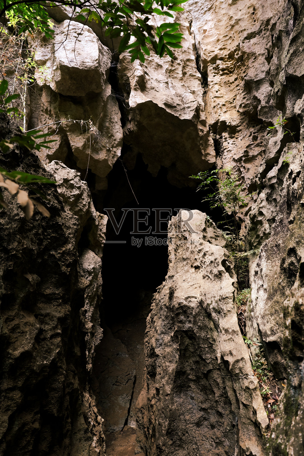 在茂密的树冠下，探索马达加斯加的贝马拉哈国家公园的石灰岩喀斯特构造照片摄影图片
