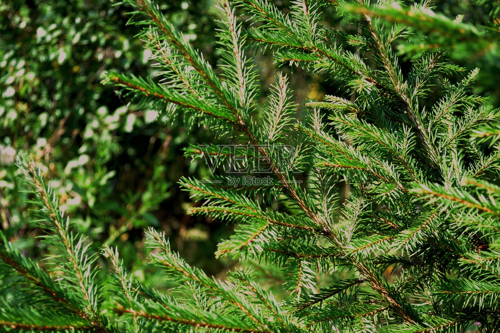 云杉照片摄影图片