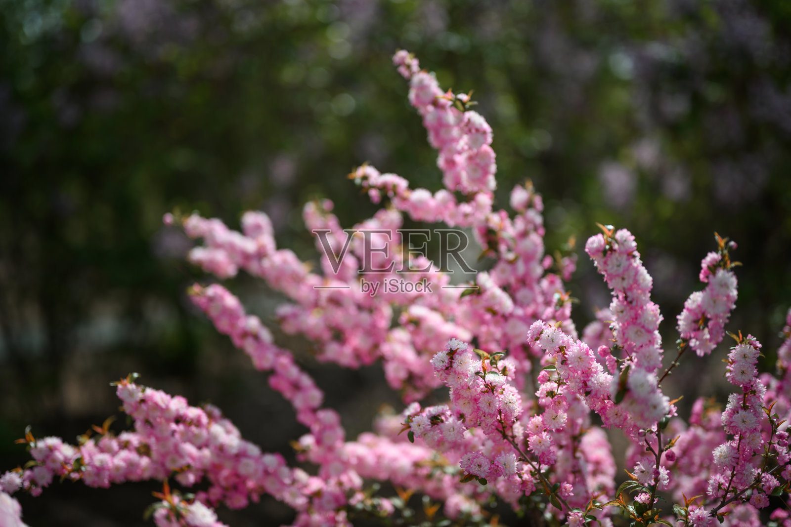 春天，公园里开满了各种各样的花照片摄影图片
