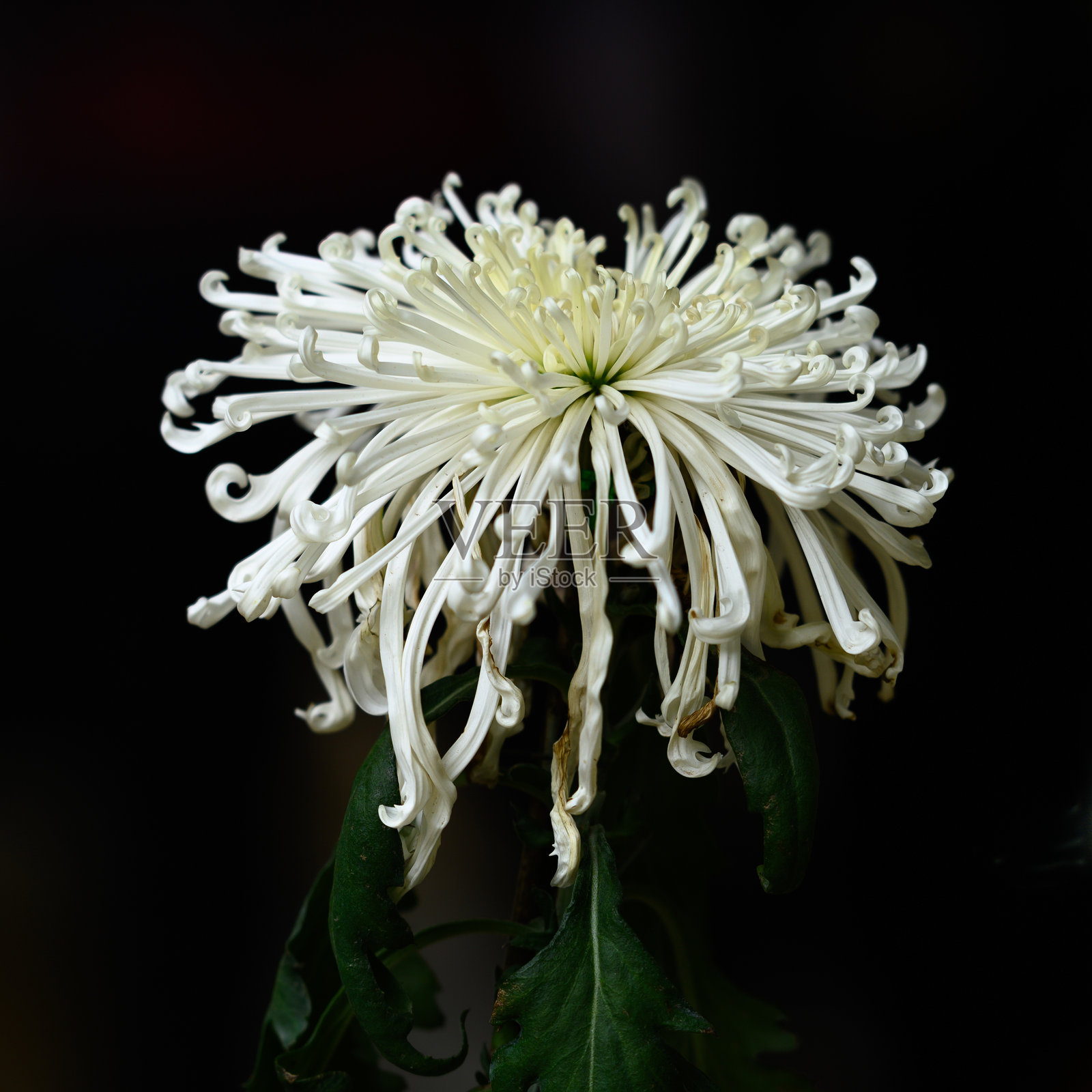 秋天，公园里开满了五颜六色的菊花照片摄影图片