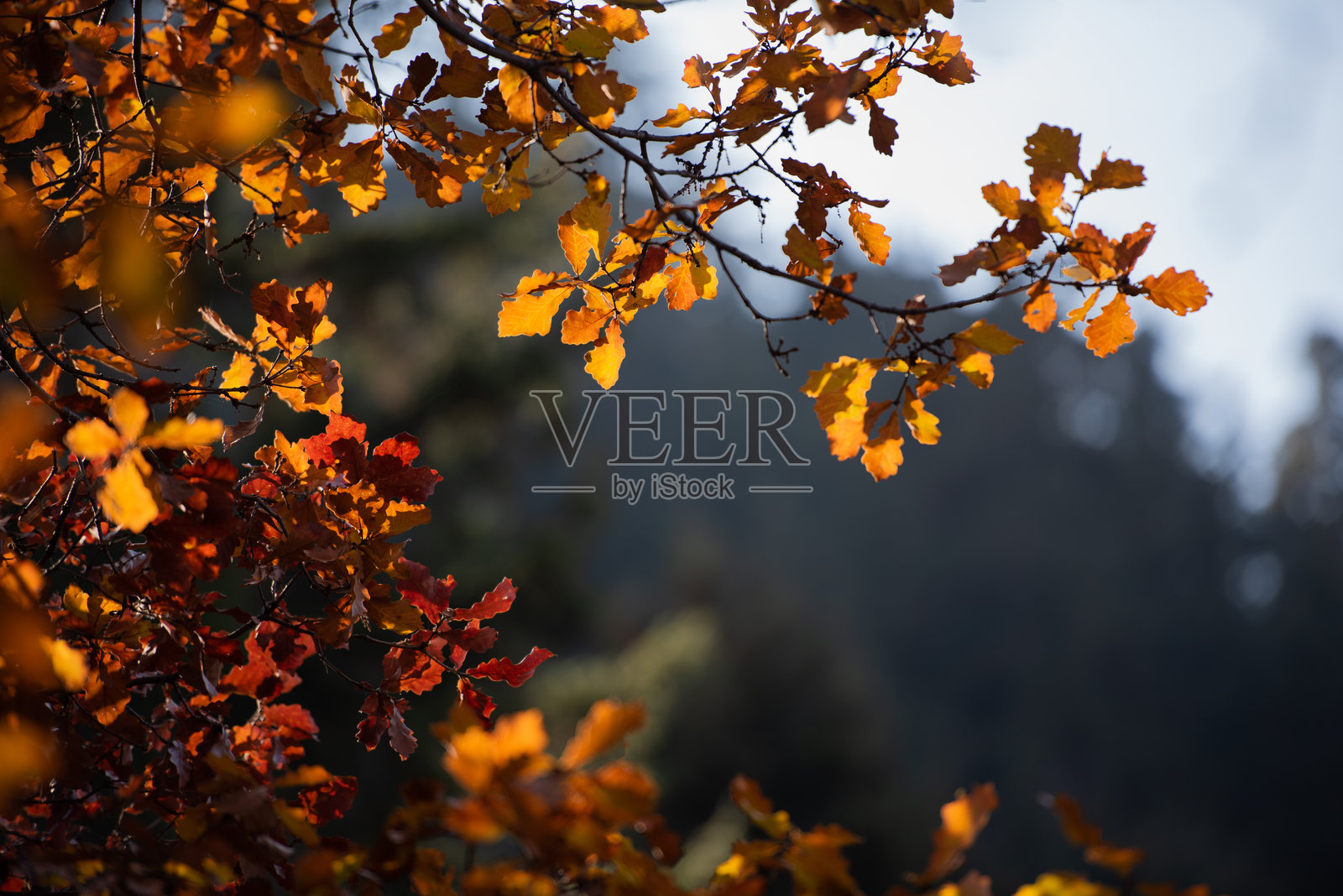 中国甘肃兰州兴隆山的秋景照片摄影图片