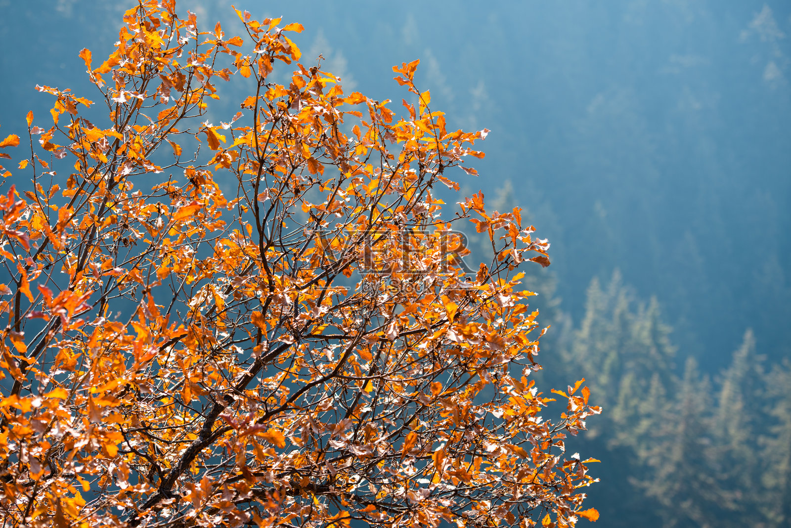 中国甘肃兰州兴隆山的秋景照片摄影图片