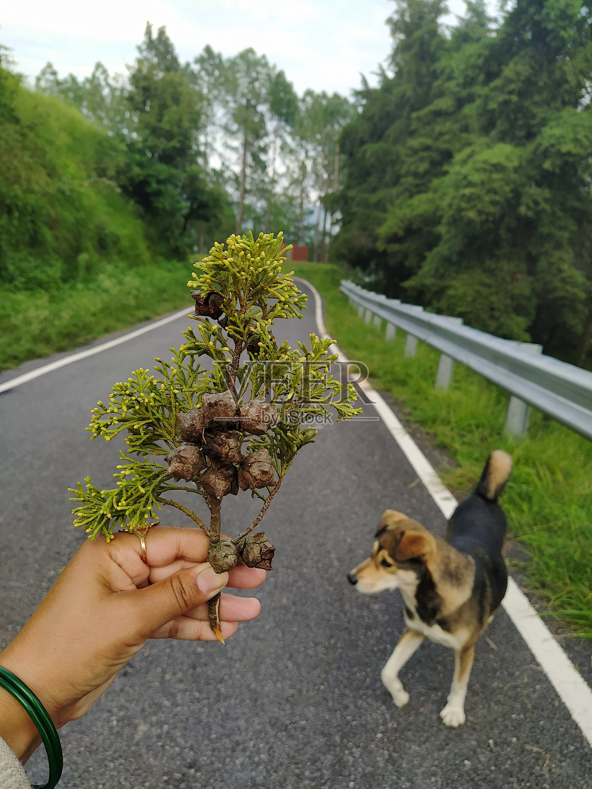 一个小树枝在路上牵着一只狗照片摄影图片