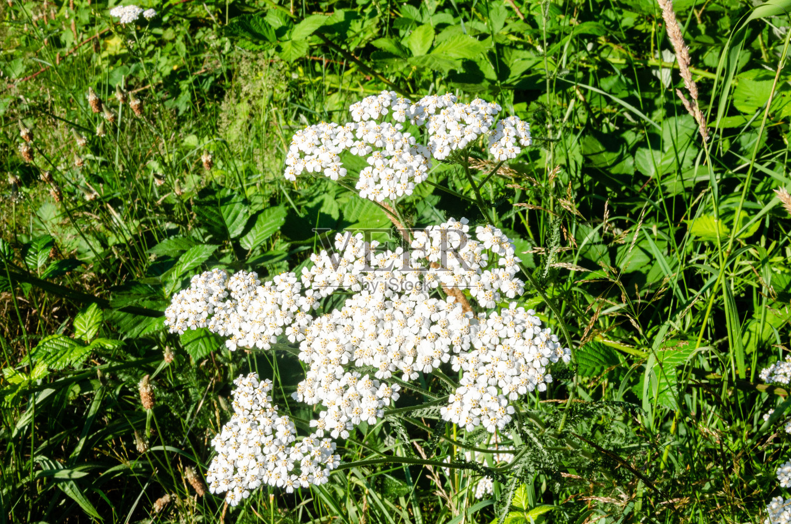 加拿大弗雷泽河谷的野生白色蓍草花照片摄影图片
