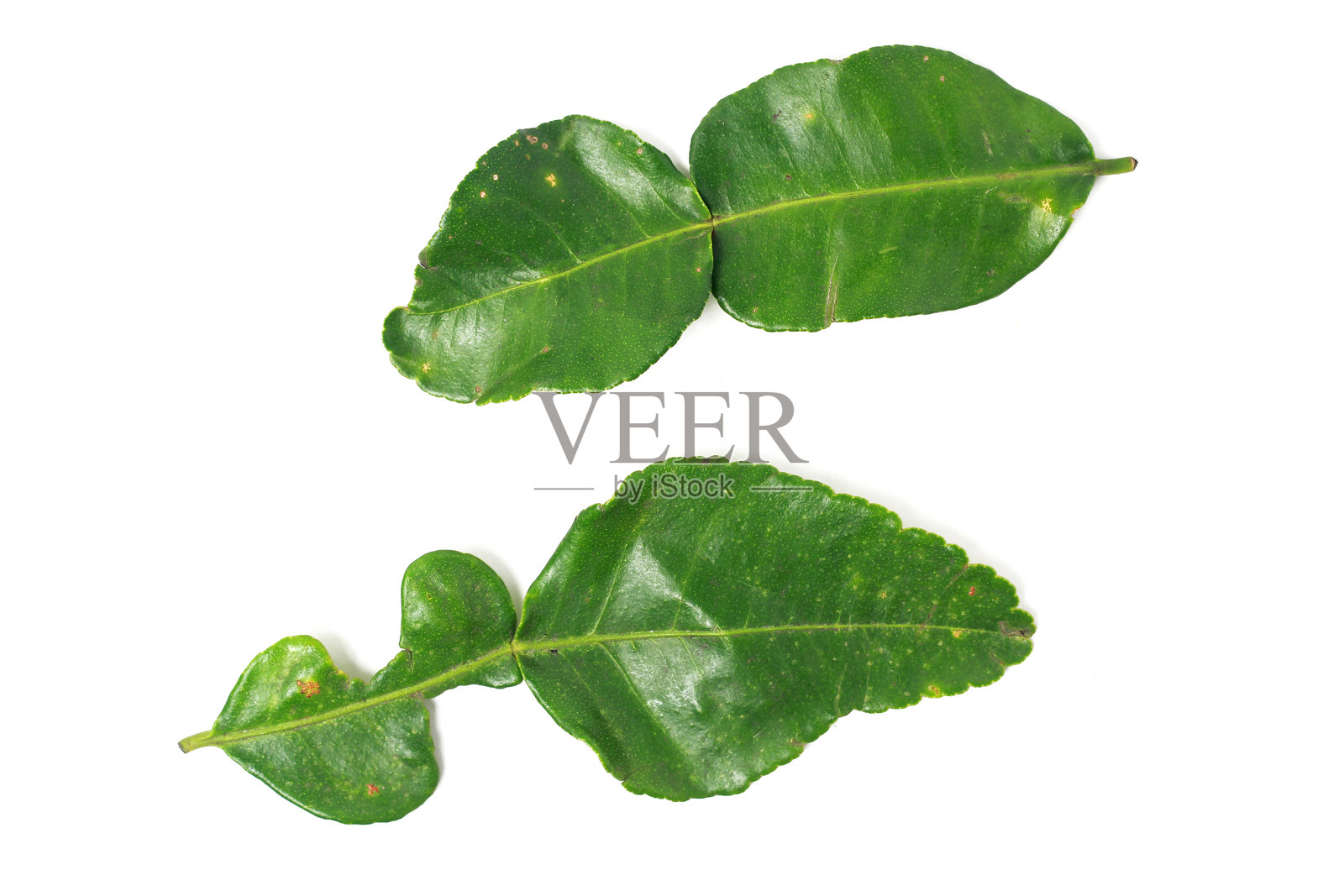 白色背景的青柠叶，适合用于文章或商业照片摄影图片