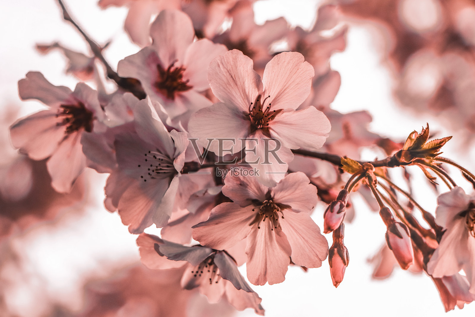 樱花梦照片摄影图片