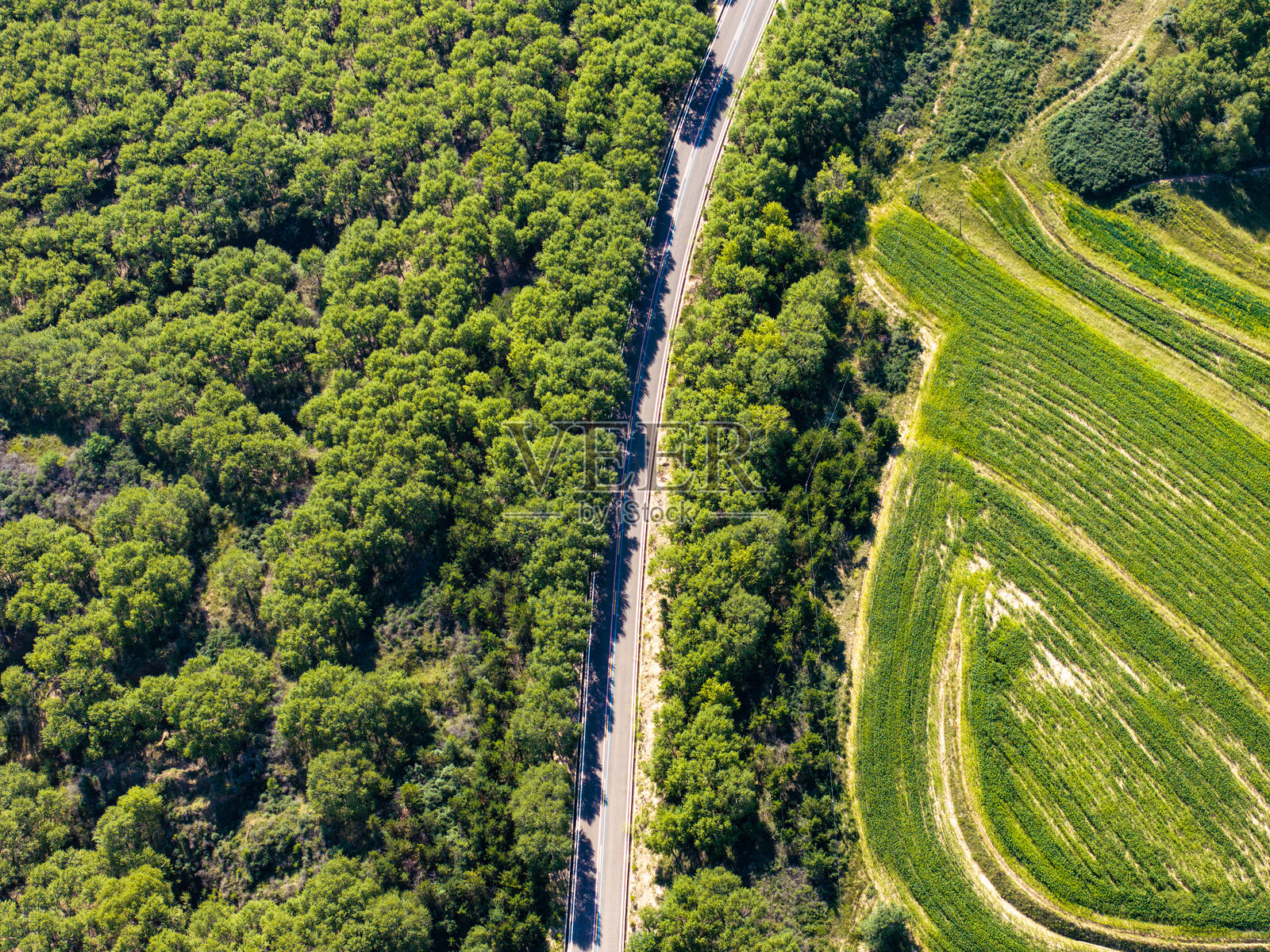 穿过森林的道路照片摄影图片