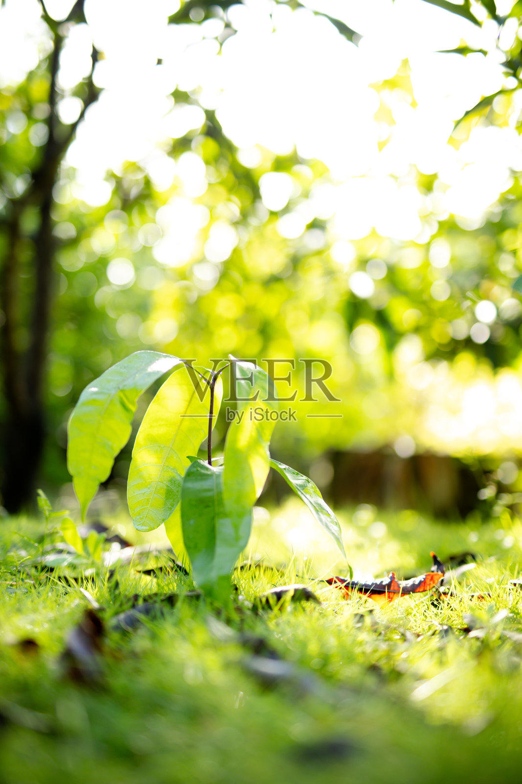 从种子开始种植芒果照片摄影图片
